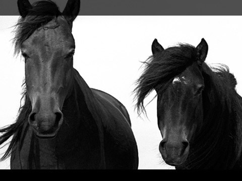 Wild horses of Sable Island